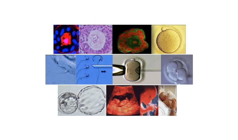 Advanced course in Human oocytes, embryo and ovarian tissue vitrification